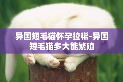 異國短毛貓懷孕拉稀-異國短毛貓多大能繁殖