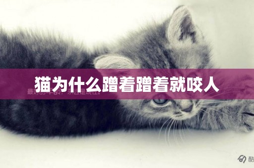 貓為什么蹭著蹭著就咬人