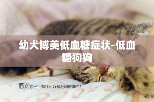 幼犬博美低血糖癥狀-低血糖狗狗