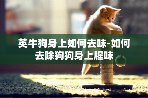 英牛狗身上如何去味-如何去除狗狗身上腥味