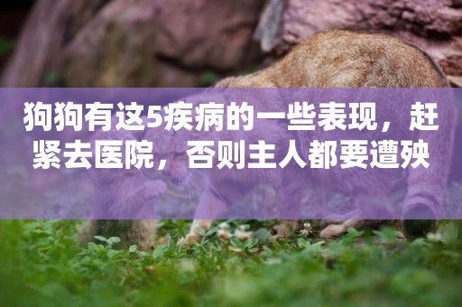 狗狗有這5疾病的一些表現，趕緊去醫院，否則主人都要遭殃 