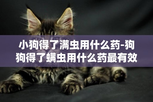 小狗得了滿蟲用什么藥-狗狗得了螨蟲用什么藥最有效
