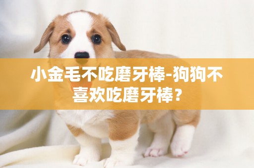 小金毛不吃磨牙棒-狗狗不喜歡吃磨牙棒？