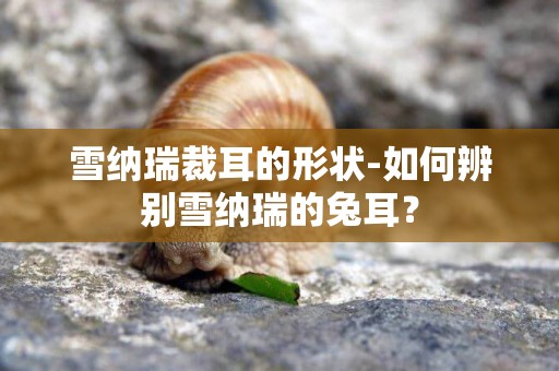 雪納瑞裁耳的形狀-如何辨別雪納瑞的兔耳？