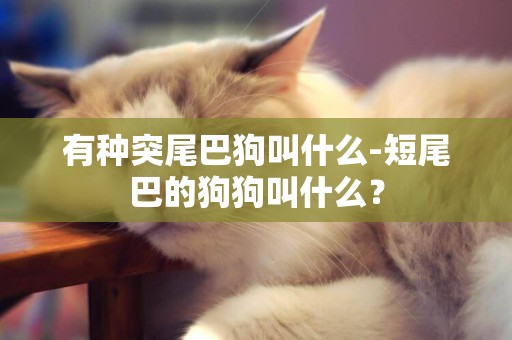 有種突尾巴狗叫什么-短尾巴的狗狗叫什么？