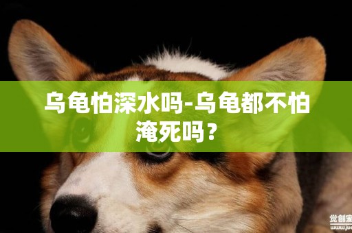 烏龜怕深水嗎-烏龜都不怕淹死嗎？