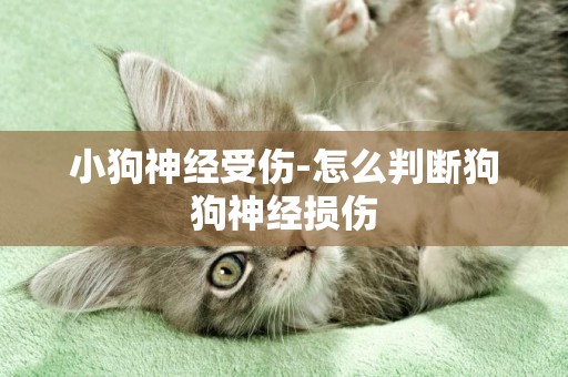 小狗神經受傷-怎么判斷狗狗神經損傷
