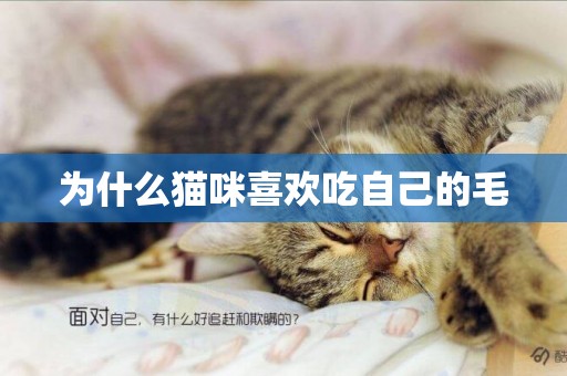 為什么貓咪喜歡吃自己的毛