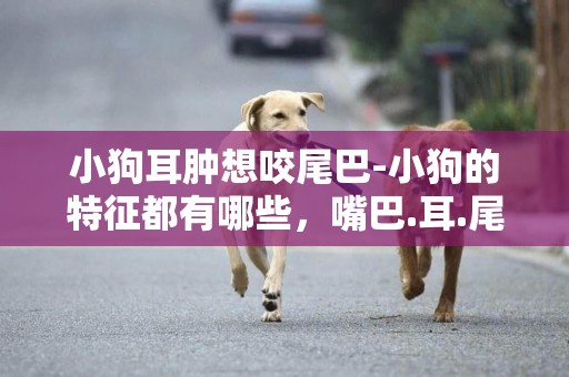 小狗耳腫想咬尾巴-小狗的特征都有哪些，嘴巴.耳.尾巴都是什么形狀的