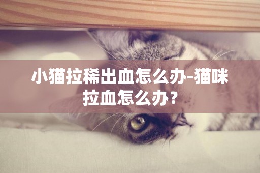 小貓拉稀出血怎么辦-貓咪拉血怎么辦？