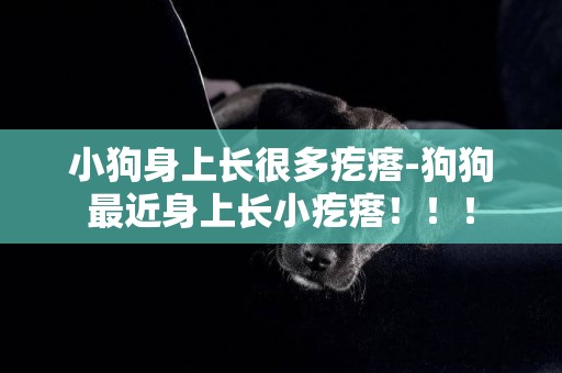 小狗身上長很多疙瘩-狗狗最近身上長小疙瘩！！！