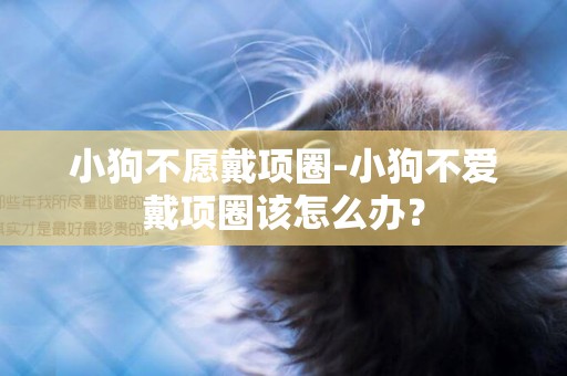 小狗不愿戴項圈-小狗不愛戴項圈該怎么辦？