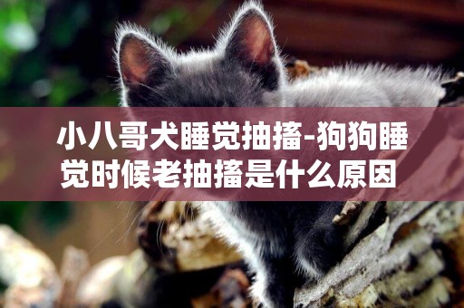 小八哥犬睡覺抽搐-狗狗睡覺時候老抽搐是什么原因 ？