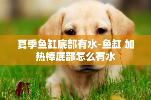 夏季魚缸底部有水-魚缸 加熱棒底部怎么有水