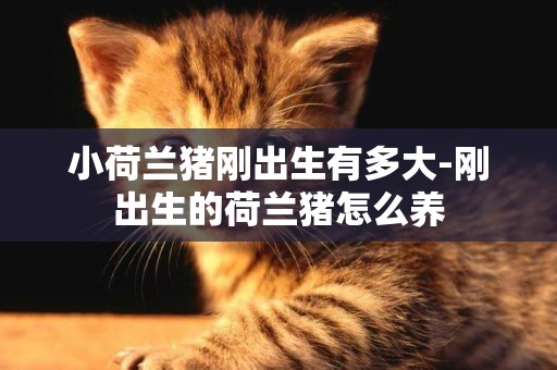 小荷蘭豬剛出生有多大-剛出生的荷蘭豬怎么養