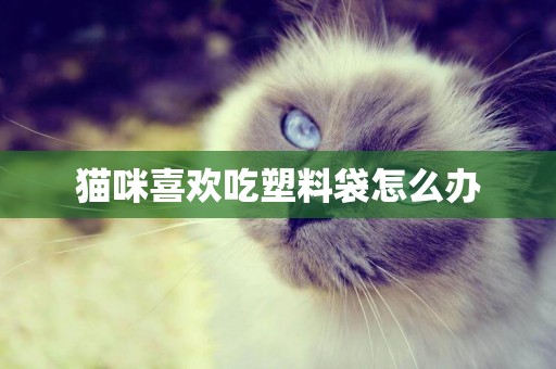 貓咪喜歡吃塑料袋怎么辦