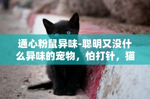 通心粉鼠異味-聰明又沒什么異味的寵物，怕打針，貓貓狗狗很可愛但被抓咬就麻煩了，有什么小動物推薦嗎？可