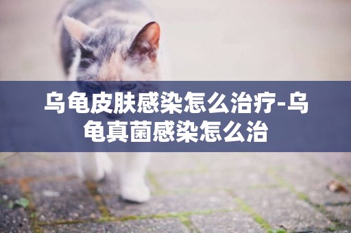 烏龜皮膚感染怎么治療-烏龜真菌感染怎么治