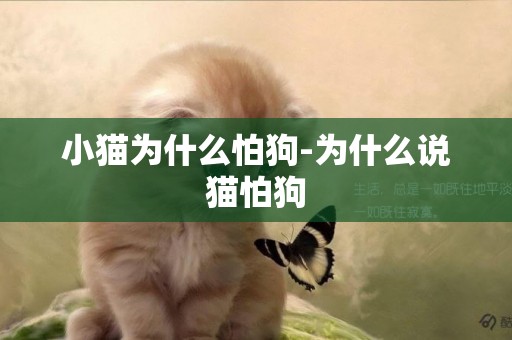 小貓為什么怕狗-為什么說貓怕狗