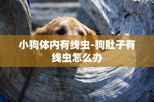 小狗體內有線蟲-狗肚子有線蟲怎么辦