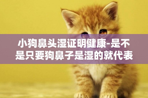 小狗鼻頭濕證明健康-是不是只要狗鼻子是濕的就代表健康的呢