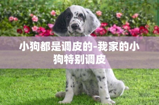 小狗都是調皮的-我家的小狗特別調皮