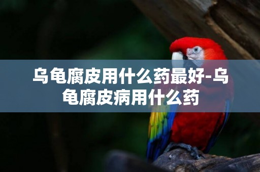 烏龜腐皮用什么藥最好-烏龜腐皮病用什么藥