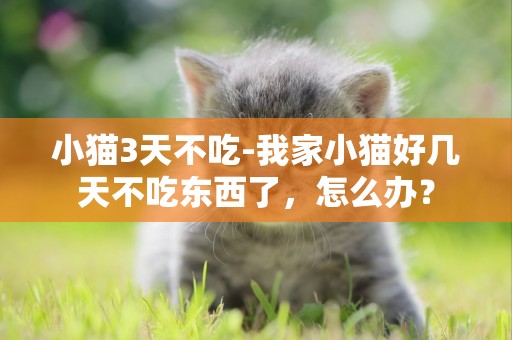 小貓3天不吃-我家小貓好幾天不吃東西了，怎么辦？