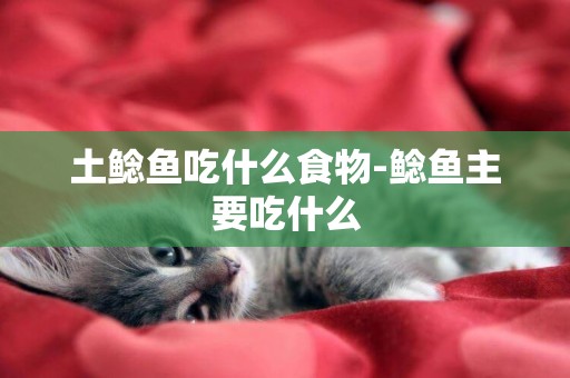土鯰魚吃什么食物-鯰魚主要吃什么
