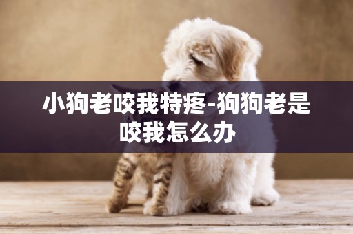 小狗老咬我特疼-狗狗老是咬我怎么辦