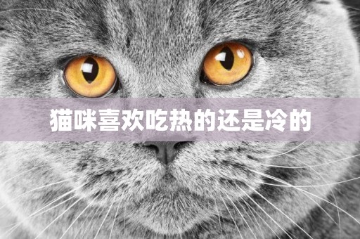貓咪喜歡吃熱的還是冷的