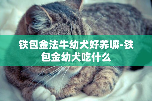 鐵包金法牛幼犬好養嘛-鐵包金幼犬吃什么