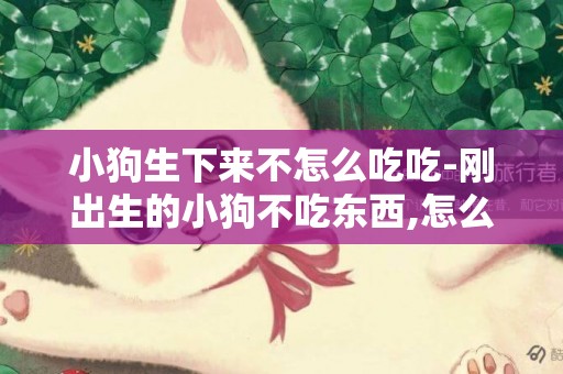 小狗生下來不怎么吃吃-剛出生的小狗不吃東西,怎么辦