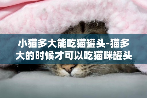 小貓多大能吃貓罐頭-貓多大的時候才可以吃貓咪罐頭