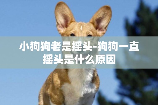 小狗狗老是搖頭-狗狗一直搖頭是什么原因