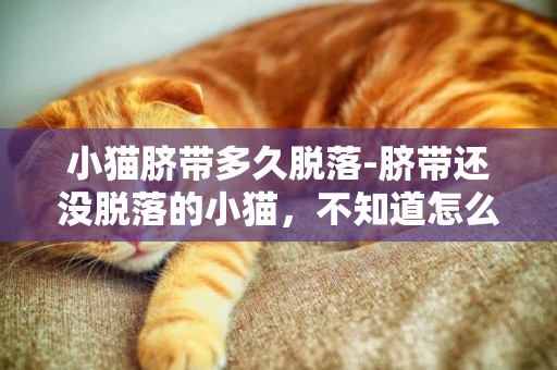 小貓臍帶多久脫落-臍帶還沒脫落的小貓，不知道怎么辦