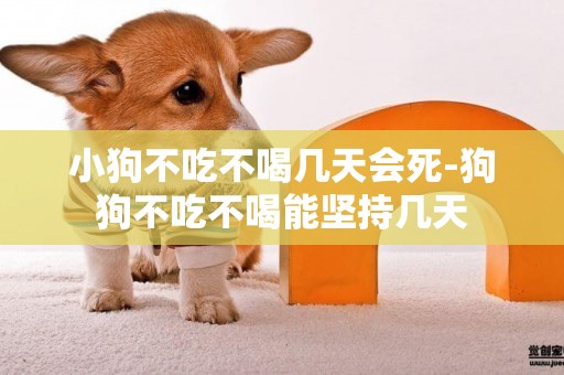 小狗不吃不喝幾天會死-狗狗不吃不喝能堅持幾天