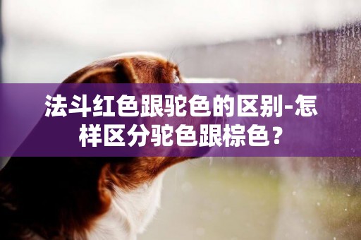 法斗紅色跟駝色的區別-怎樣區分駝色跟棕色？
