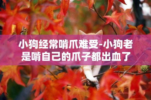 小狗經常啃爪難受-小狗老是啃自己的爪子都出血了
