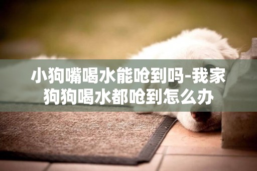 小狗嘴喝水能嗆到嗎-我家狗狗喝水都嗆到怎么辦