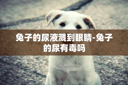 兔子的尿液濺到眼睛-兔子的尿有毒嗎