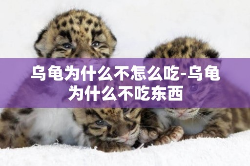 烏龜為什么不怎么吃-烏龜為什么不吃東西