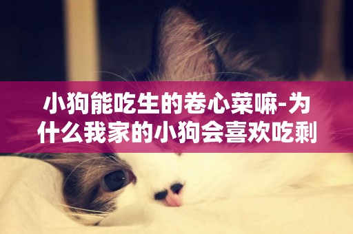小狗能吃生的卷心菜嘛-為什么我家的小狗會喜歡吃剩的卷心菜