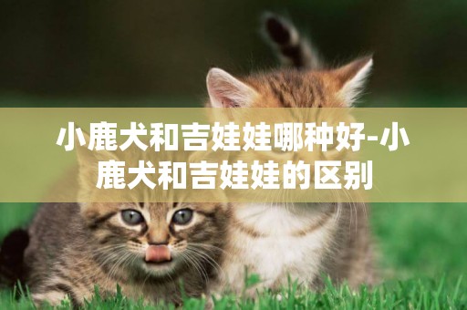 小鹿犬和吉娃娃哪種好-小鹿犬和吉娃娃的區別