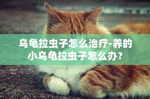 烏龜拉蟲子怎么治療-養的小烏龜拉蟲子怎么辦？