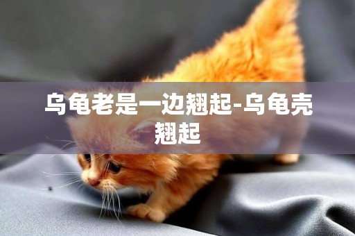 烏龜老是一邊翹起-烏龜殼翹起