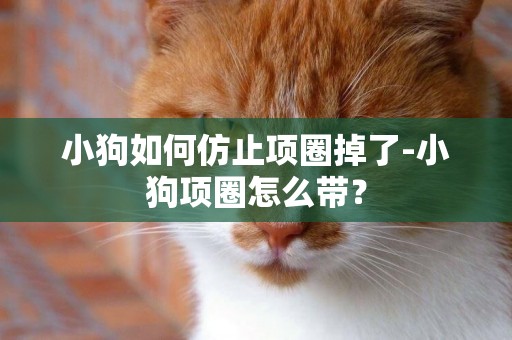小狗如何仿止項圈掉了-小狗項圈怎么帶？