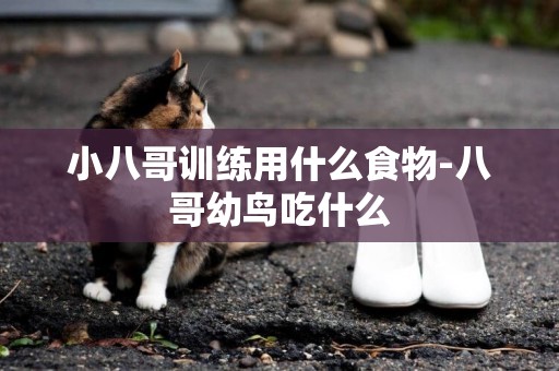 小八哥訓練用什么食物-八哥幼鳥吃什么