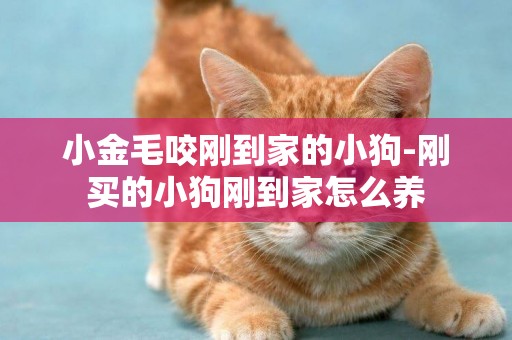 小金毛咬剛到家的小狗-剛買的小狗剛到家怎么養