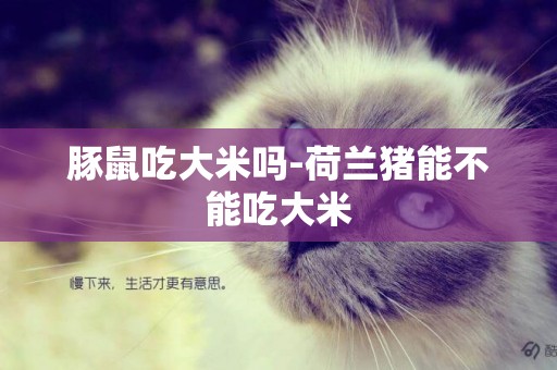 豚鼠吃大米嗎-荷蘭豬能不能吃大米